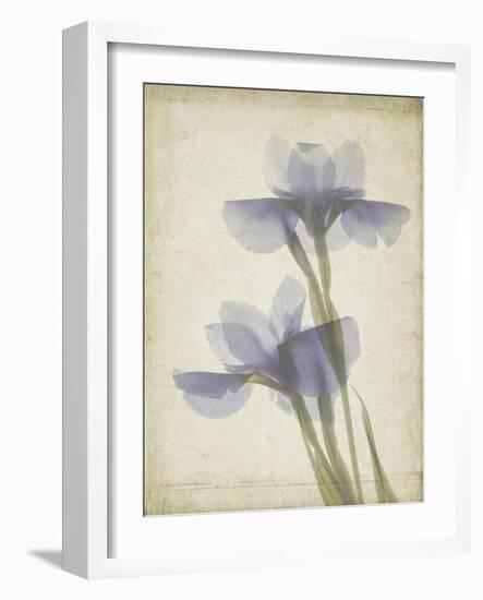 Parchment Flowers VIII-Judy Stalus-Framed Art Print