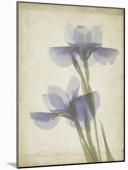 Parchment Flowers VIII-Judy Stalus-Mounted Art Print