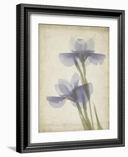 Parchment Flowers VIII-Judy Stalus-Framed Art Print