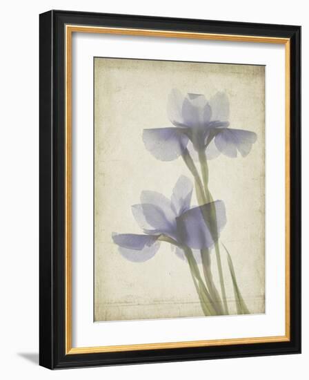 Parchment Flowers VIII-Judy Stalus-Framed Art Print