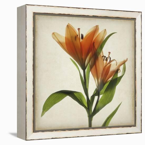 Parchment Flowers X-Judy Stalus-Framed Stretched Canvas