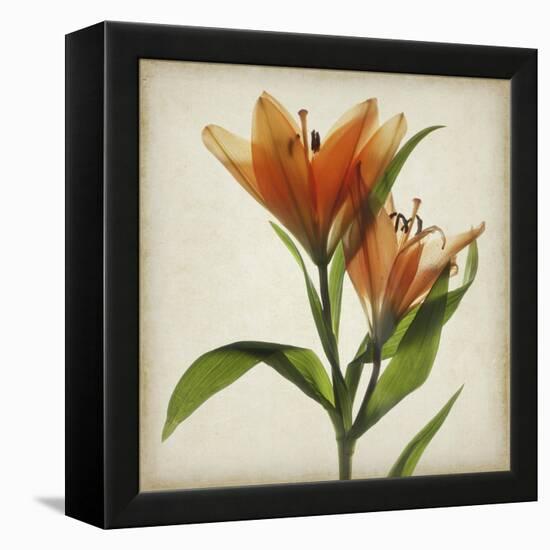 Parchment Flowers X-Judy Stalus-Framed Stretched Canvas