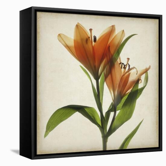 Parchment Flowers X-Judy Stalus-Framed Stretched Canvas