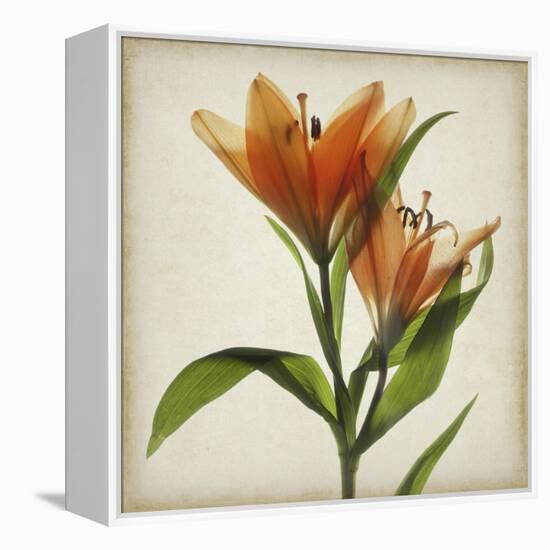 Parchment Flowers X-Judy Stalus-Framed Stretched Canvas