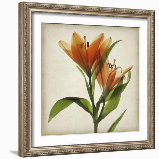 Parchment Flowers X-Judy Stalus-Framed Art Print