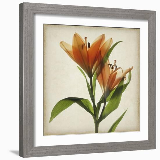 Parchment Flowers X-Judy Stalus-Framed Art Print