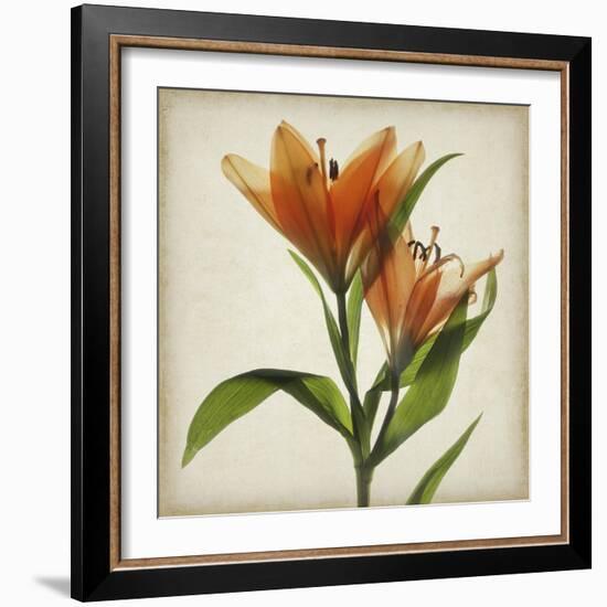 Parchment Flowers X-Judy Stalus-Framed Art Print