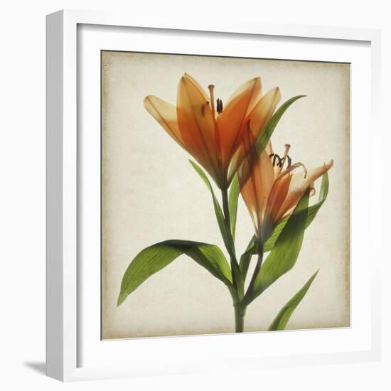 Parchment Flowers X-Judy Stalus-Framed Art Print