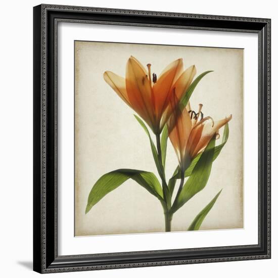 Parchment Flowers X-Judy Stalus-Framed Art Print