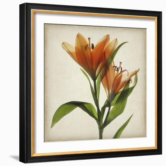 Parchment Flowers X-Judy Stalus-Framed Art Print