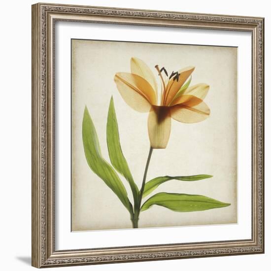 Parchment Flowers XI-Judy Stalus-Framed Art Print