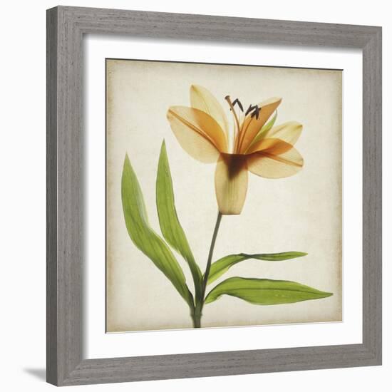 Parchment Flowers XI-Judy Stalus-Framed Art Print