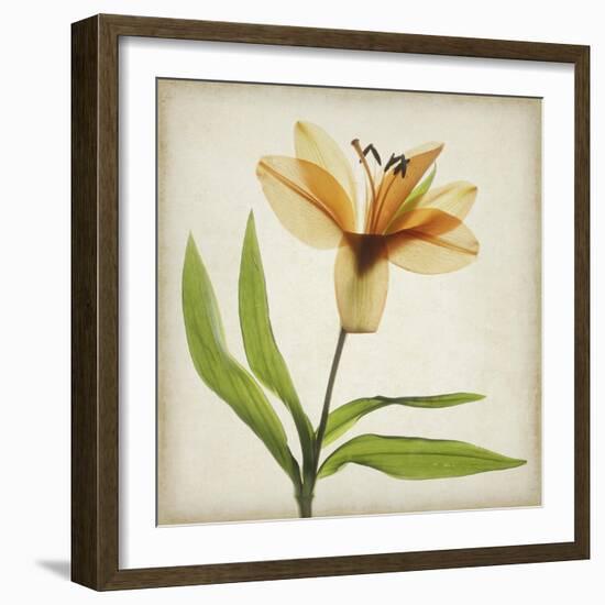 Parchment Flowers XI-Judy Stalus-Framed Art Print