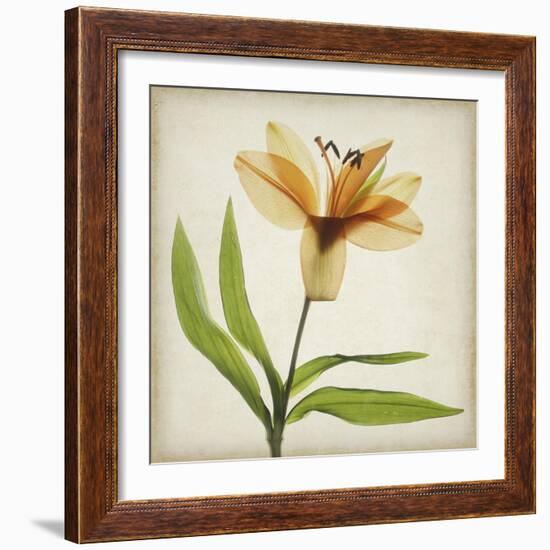 Parchment Flowers XI-Judy Stalus-Framed Art Print