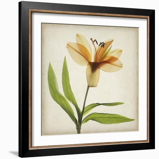 Parchment Flowers XI-Judy Stalus-Framed Art Print