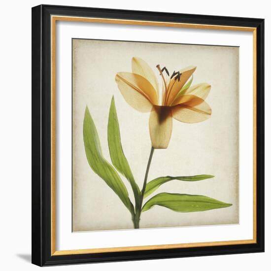 Parchment Flowers XI-Judy Stalus-Framed Art Print