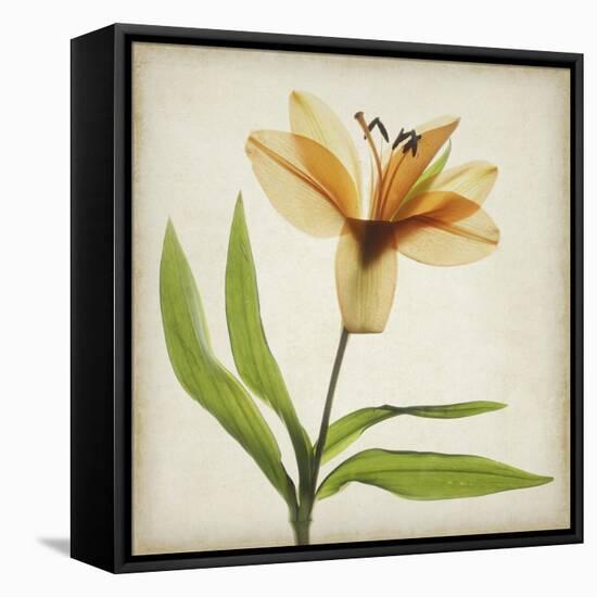 Parchment Flowers XI-Judy Stalus-Framed Stretched Canvas