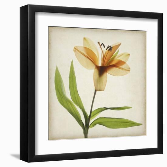 Parchment Flowers XI-Judy Stalus-Framed Art Print