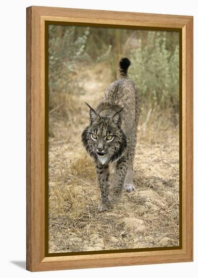 Pardel Lynx, Iberian Lynx-null-Framed Premier Image Canvas