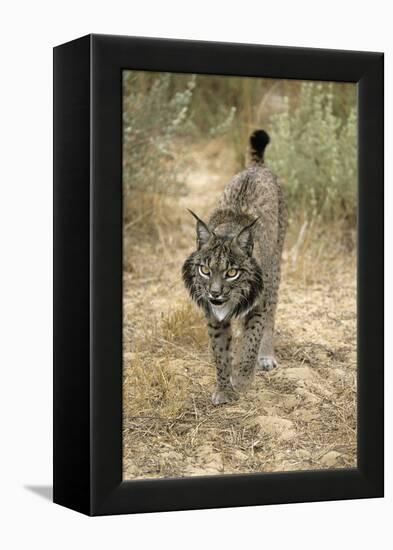 Pardel Lynx, Iberian Lynx-null-Framed Premier Image Canvas