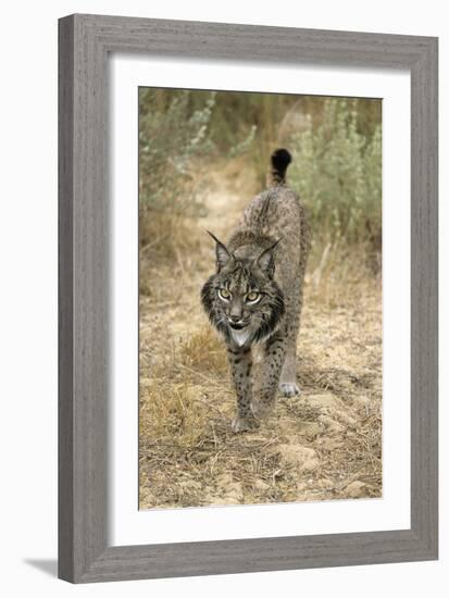 Pardel Lynx, Iberian Lynx-null-Framed Photographic Print