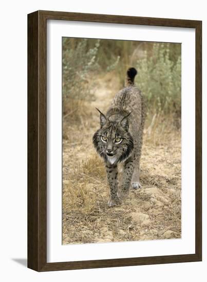 Pardel Lynx, Iberian Lynx-null-Framed Photographic Print