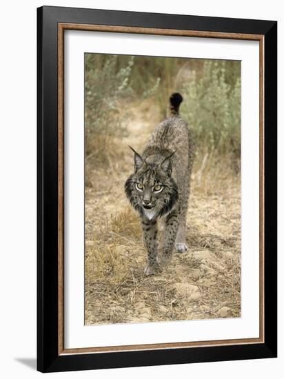 Pardel Lynx, Iberian Lynx-null-Framed Photographic Print