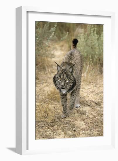 Pardel Lynx, Iberian Lynx-null-Framed Photographic Print