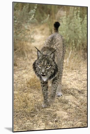 Pardel Lynx, Iberian Lynx-null-Mounted Photographic Print