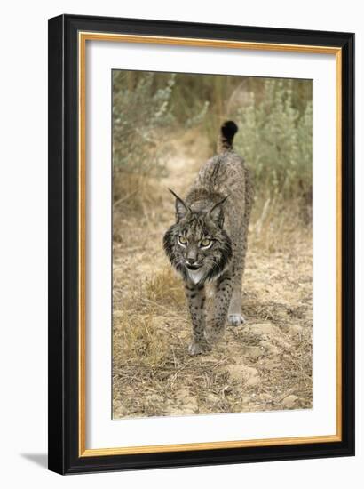 Pardel Lynx, Iberian Lynx-null-Framed Photographic Print