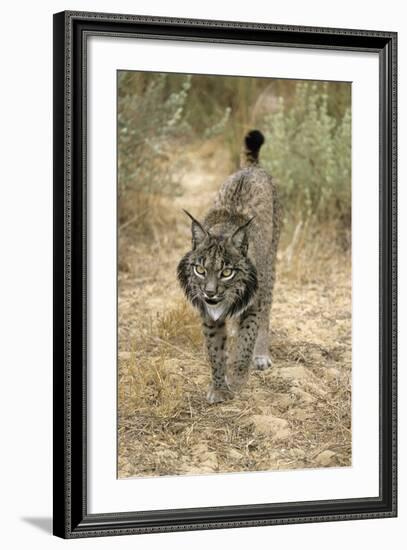 Pardel Lynx, Iberian Lynx-null-Framed Photographic Print