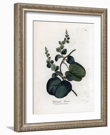 Pareira Brava Cissampelos, Cissampelos Pareira Pareira. Handcoloured Copperplate Engraving from a B-James Sowerby-Framed Giclee Print