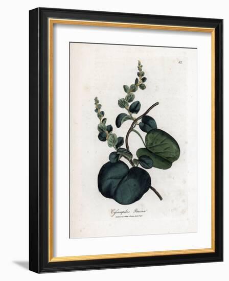 Pareira Brava Cissampelos, Cissampelos Pareira Pareira. Handcoloured Copperplate Engraving from a B-James Sowerby-Framed Giclee Print