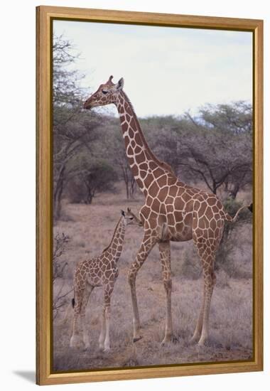 Parent and Young Giraffe-DLILLC-Framed Premier Image Canvas