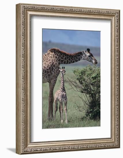 Parent and Young Giraffe-DLILLC-Framed Photographic Print