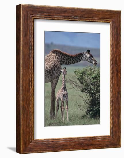 Parent and Young Giraffe-DLILLC-Framed Photographic Print