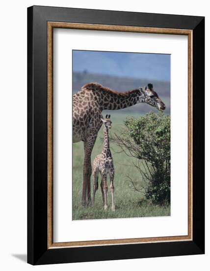 Parent and Young Giraffe-DLILLC-Framed Photographic Print