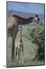 Parent and Young Giraffe-DLILLC-Mounted Photographic Print