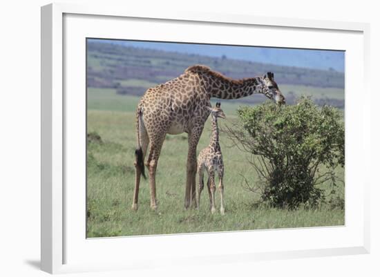 Parent and Young Giraffe-DLILLC-Framed Photographic Print