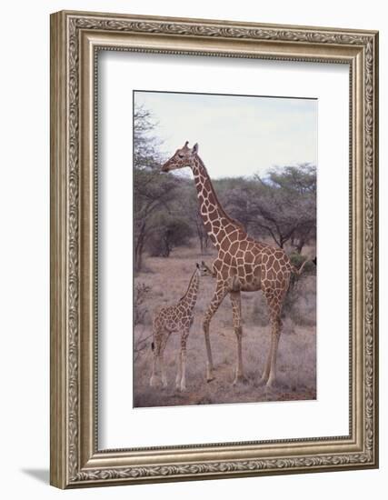 Parent and Young Giraffe-DLILLC-Framed Photographic Print