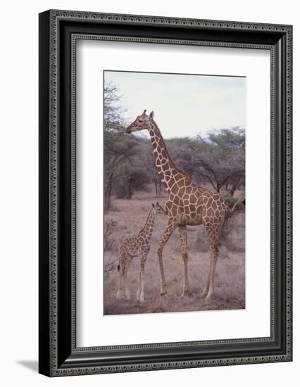 Parent and Young Giraffe-DLILLC-Framed Photographic Print