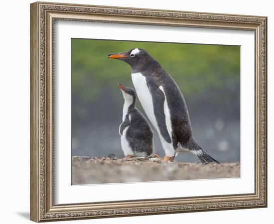 Parent with chick. Gentoo penguin on the Falkland Islands. South America, January-Martin Zwick-Framed Photographic Print