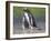 Parent with chick. Gentoo penguin on the Falkland Islands. South America, January-Martin Zwick-Framed Photographic Print