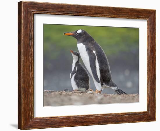 Parent with chick. Gentoo penguin on the Falkland Islands. South America, January-Martin Zwick-Framed Photographic Print