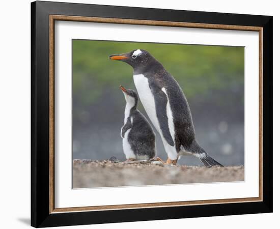 Parent with chick. Gentoo penguin on the Falkland Islands. South America, January-Martin Zwick-Framed Photographic Print