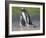 Parent with chick. Gentoo penguin on the Falkland Islands. South America, January-Martin Zwick-Framed Photographic Print