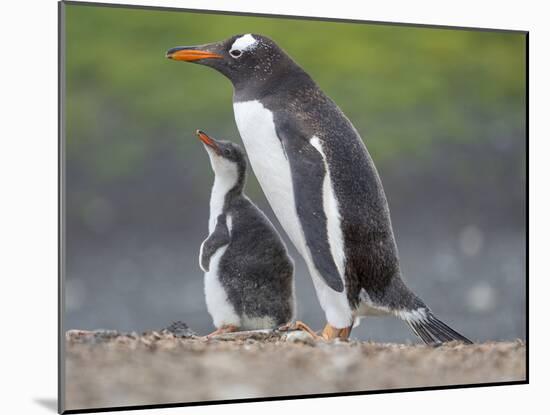 Parent with chick. Gentoo penguin on the Falkland Islands. South America, January-Martin Zwick-Mounted Photographic Print