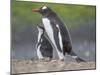 Parent with chick. Gentoo penguin on the Falkland Islands. South America, January-Martin Zwick-Mounted Photographic Print