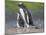 Parent with chick. Gentoo penguin on the Falkland Islands. South America, January-Martin Zwick-Mounted Photographic Print