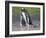 Parent with chick. Gentoo penguin on the Falkland Islands. South America, January-Martin Zwick-Framed Photographic Print